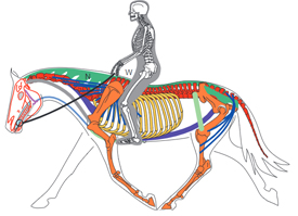 équitation dressage classique